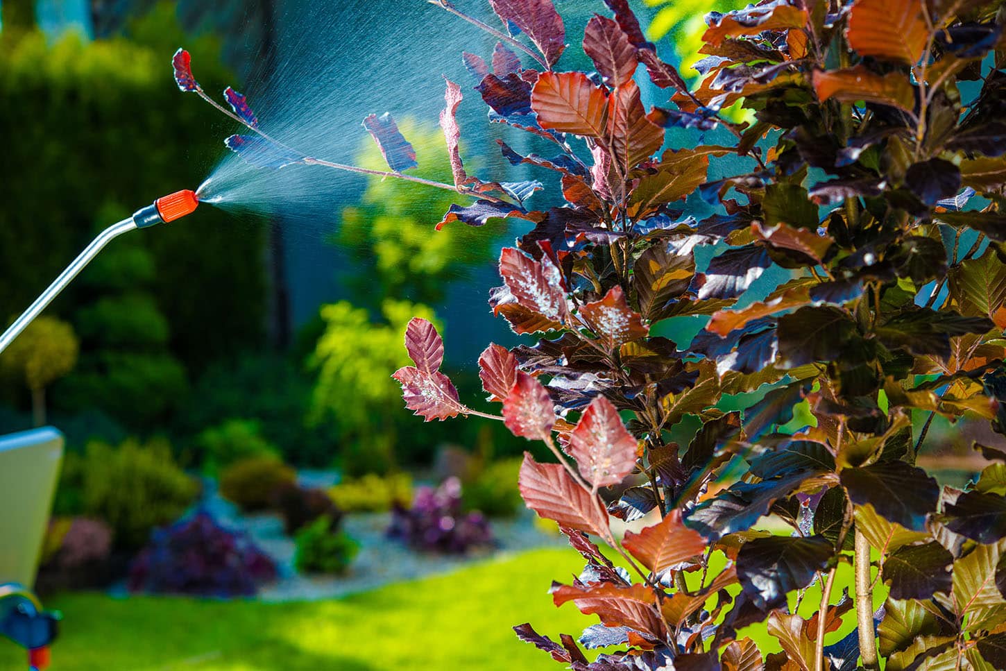 5 Steps To Keep Your Yard Pest-Free featured image