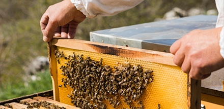 bee keeper
