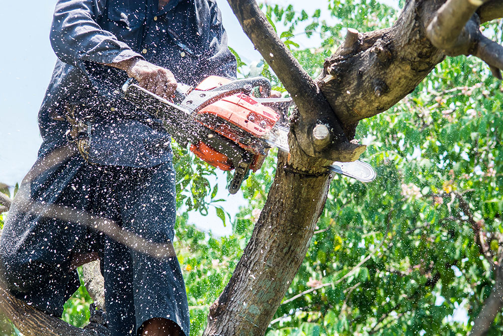 SLC Worker using chainsaw to cut tree branch