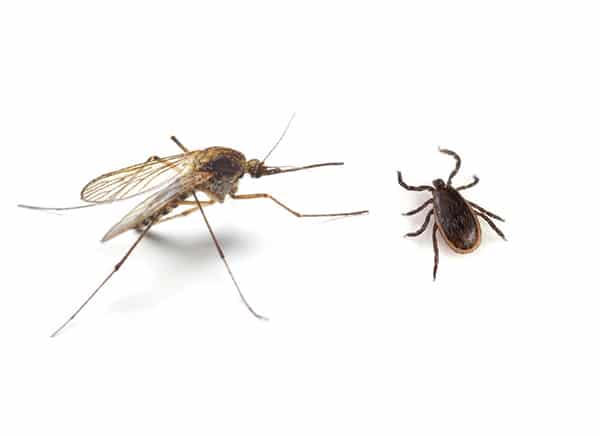 mosquito and tick