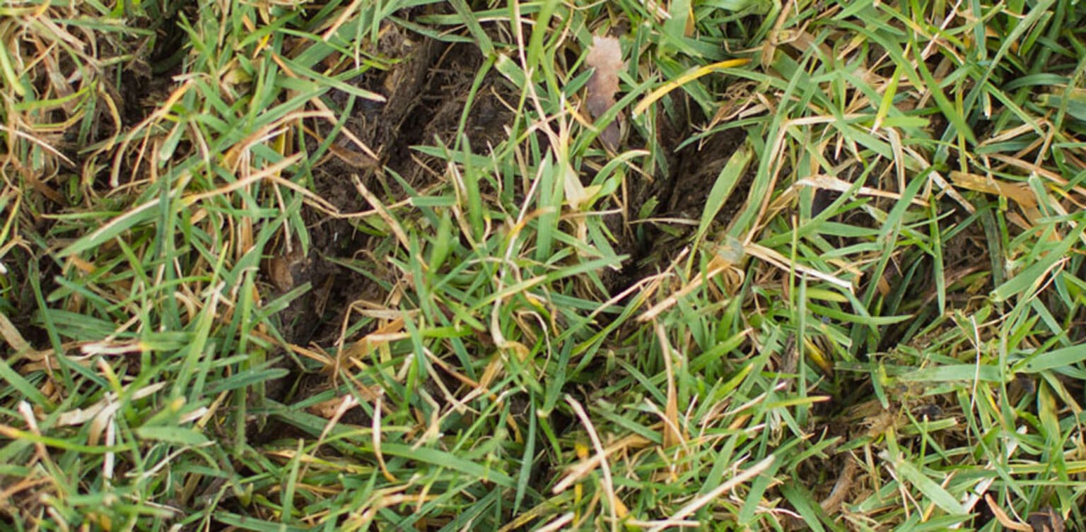 What Seeding Option Is Best For Your Lawn? Scott's Lawn Care Inc.