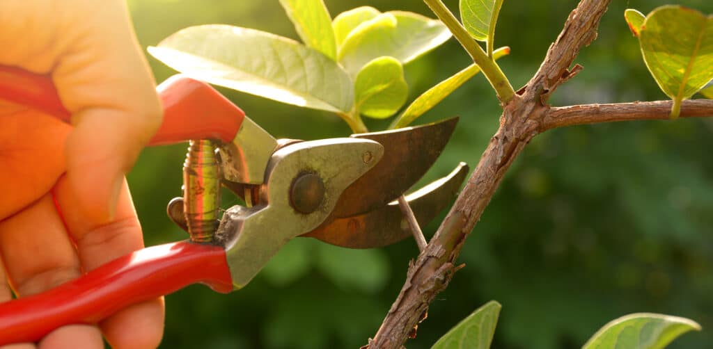 tree pruning by a Scott's Lawn Care Professional