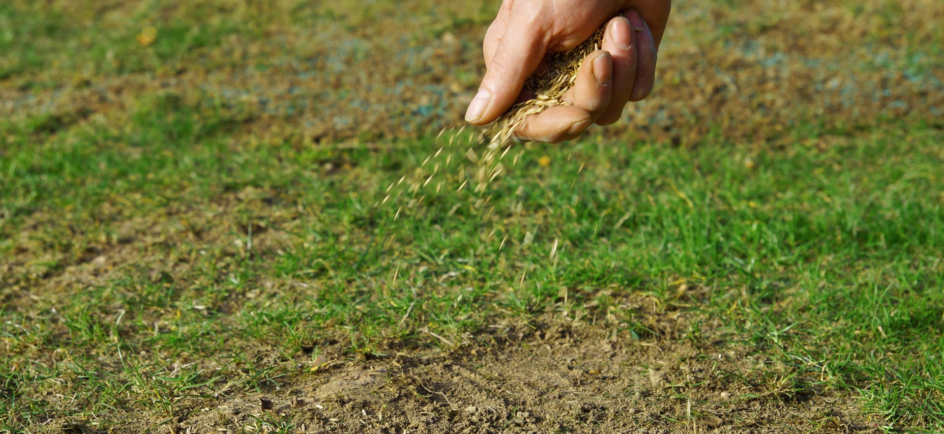 A Scott's Lawn Care professional putting seed down on a lawn.