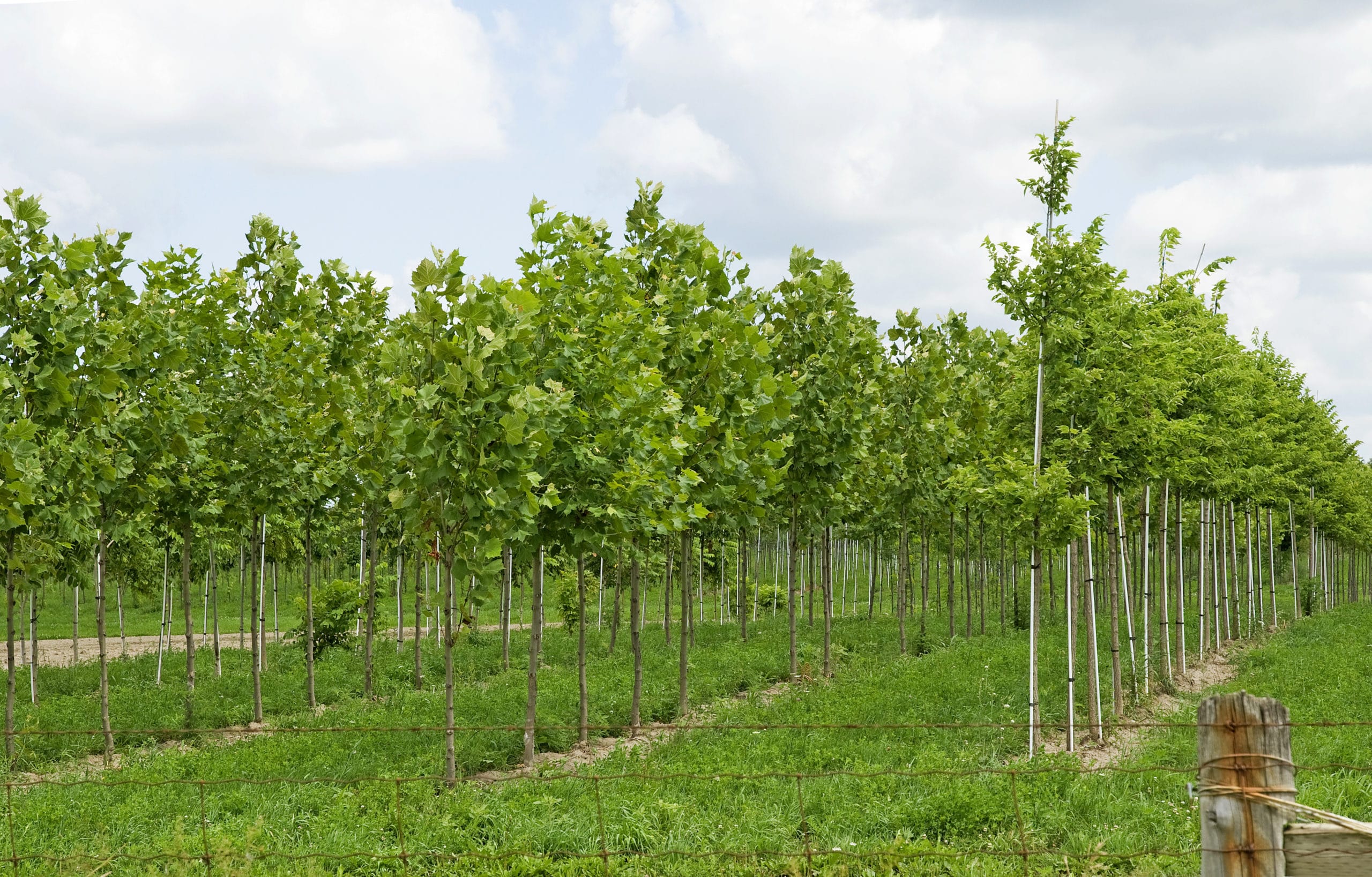 Add Shade to Your Yard with Scott’s Tree Farm featured image