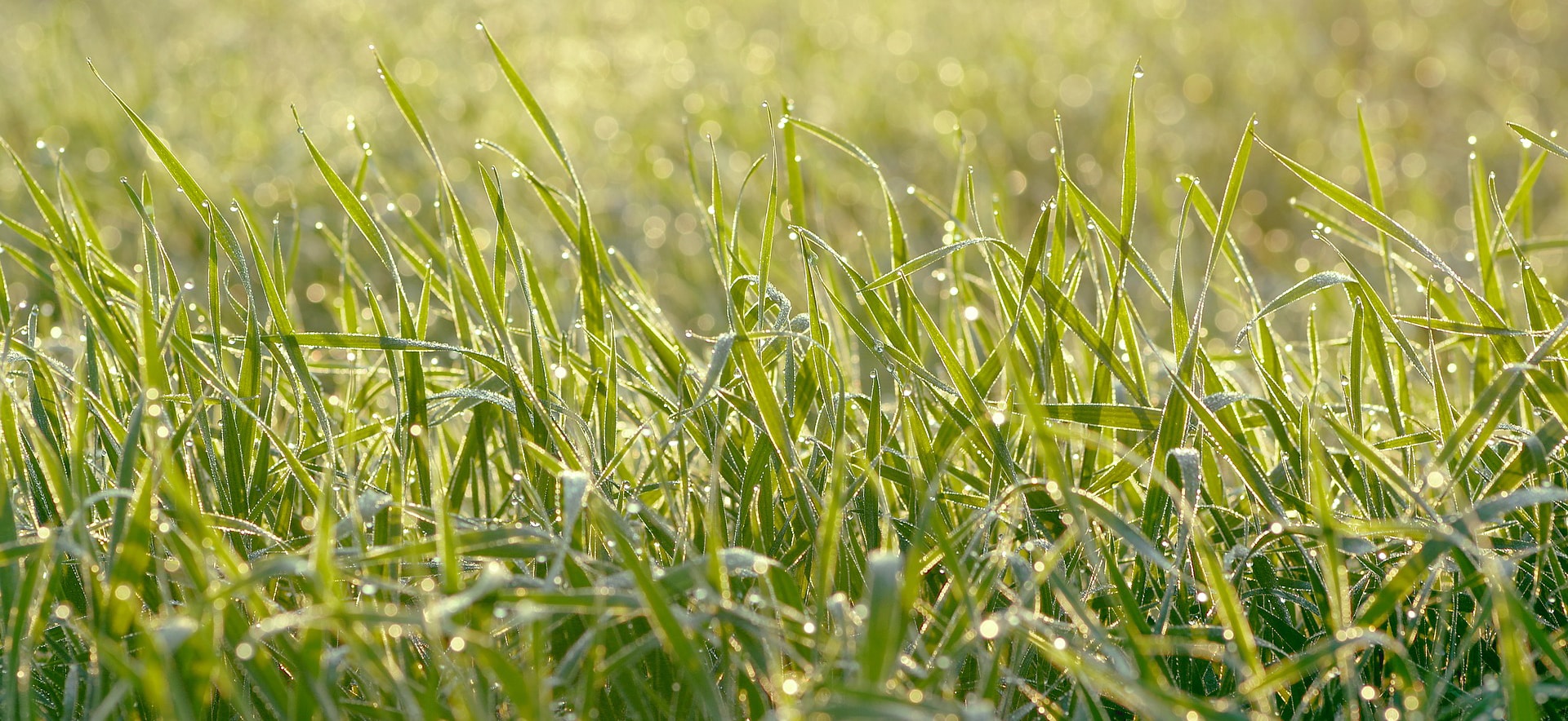 up-close image of dew on freshly-cut grass by Scott's Lawn Care