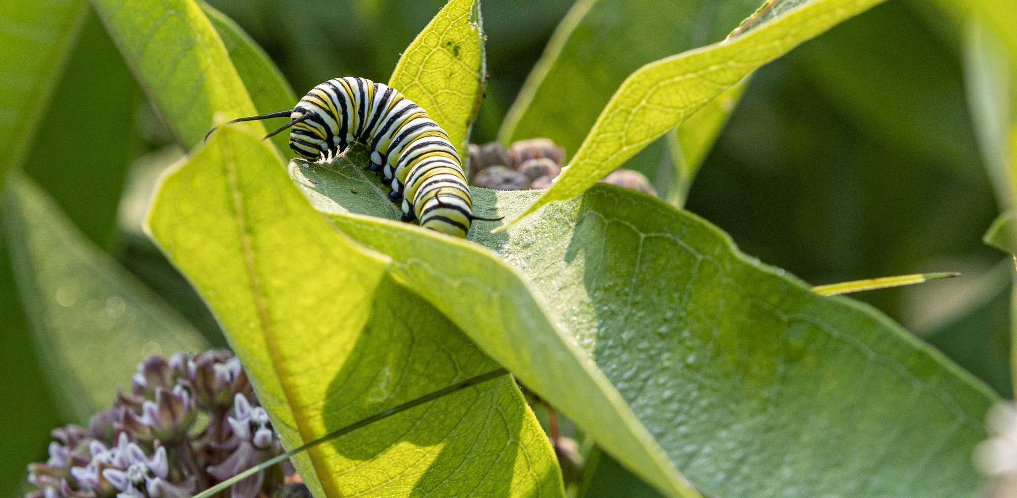 Scott's Lawn Care pest control services rid plants of bug and other harmful critters, such as caterpillars pictured in this image