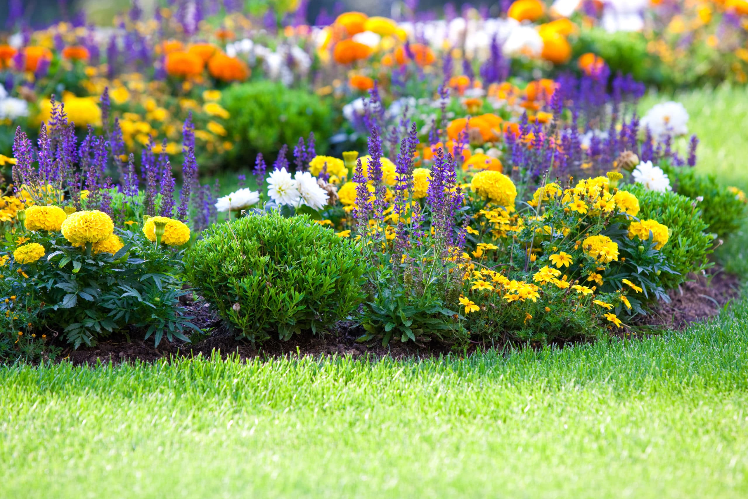 Why Your Perennials May Be Dying featured image