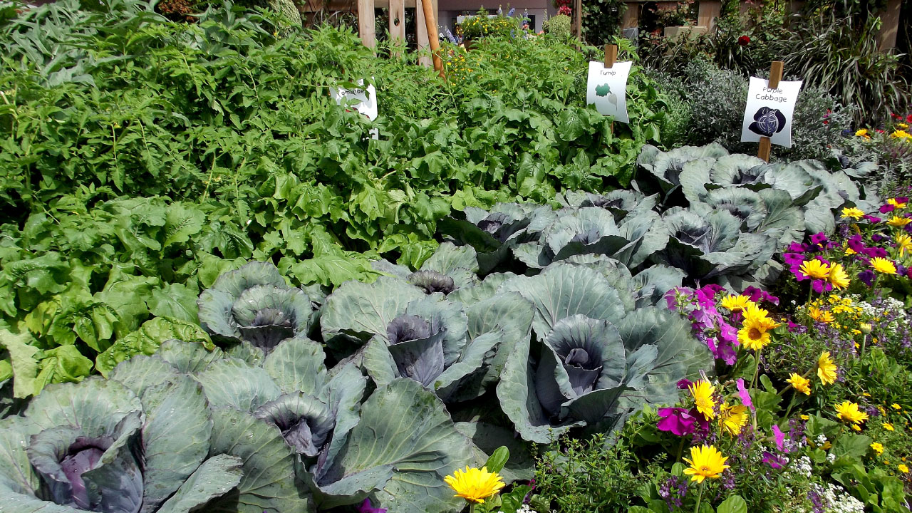 Image of a flourishing summer garden. Signs Indicate Tomatoes, Turnips and Purple Cabbage.