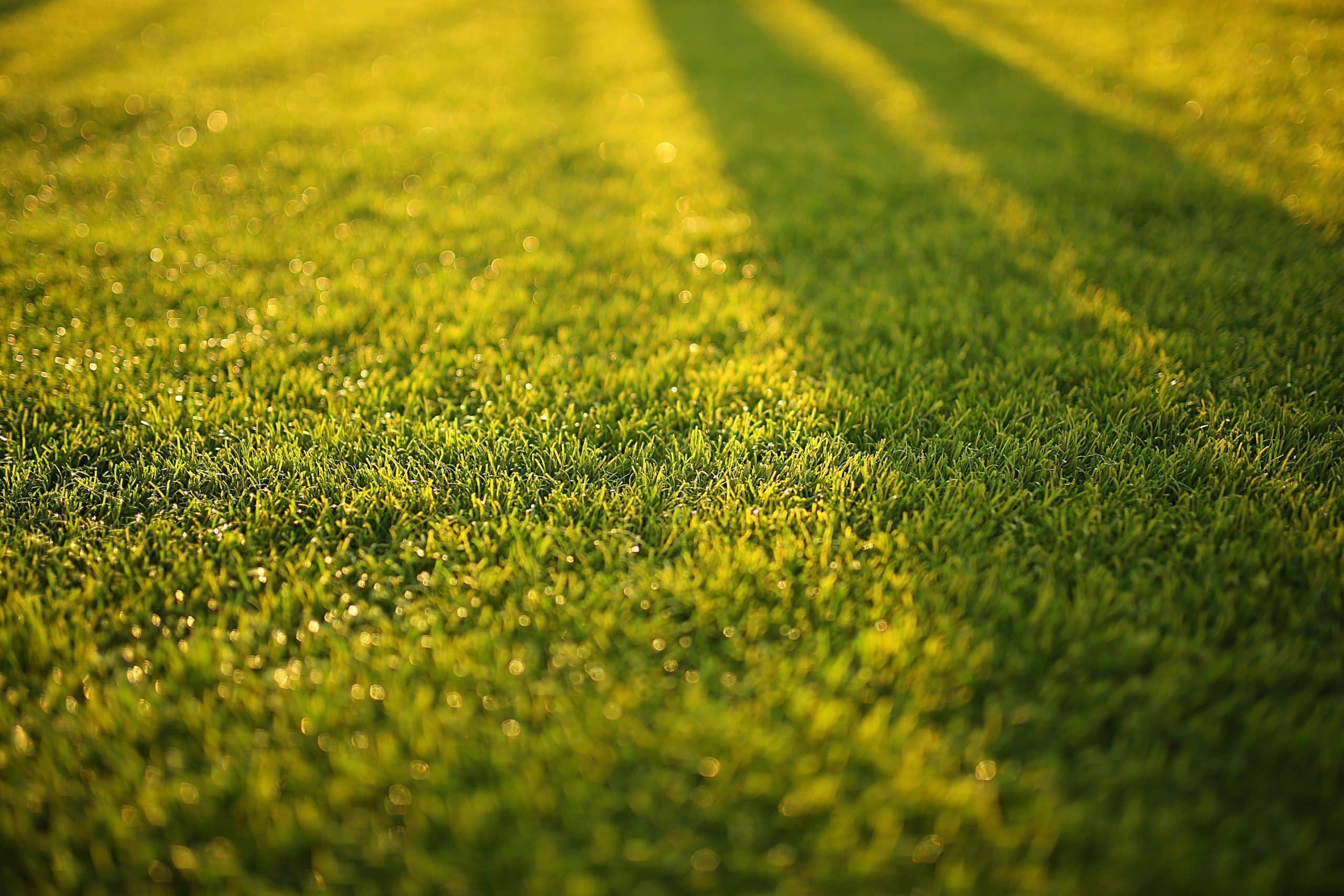 Sunday Lawn Care: When is the Best Time To Mow Your Lawn? featured image