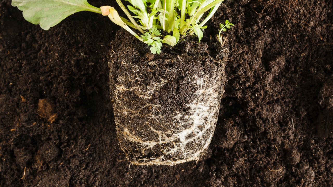 The Root Causes of Root Rot featured image