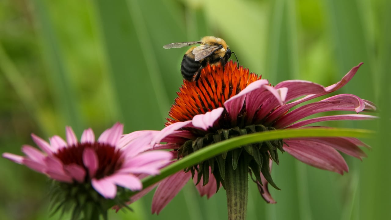 Our Tips For Cultivating a Pollinator-Friendly Yard featured image