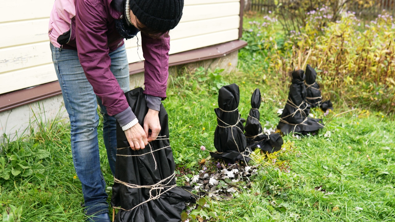 Person preparing lawn for winter