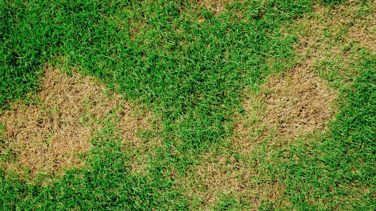 What is Root Rot and How Can You Prevent It? featured image