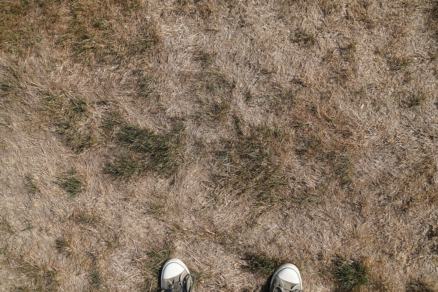 Lawn Diseases to Watch Out for in Minnesota This Year featured image